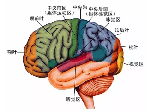 經(jīng)顱磁刺激治療你知道多少？